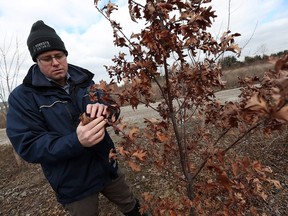 In this Feb. 16, 2017, file photo, ERCA forester Robert Davies inspects a recently planted white oak near Cottam. The tree was one of several hundred planted on a reforested lot.