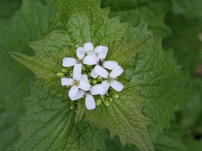 A garlic mustard plant is shown on April 19, 2012, at the Ojibway Nature Centre in Windsor. The plant is highly invasive and considered a pesky weed.