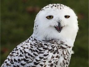 A snowy owl is shown at the Jack Miner Bird Sanctuary on Oct. 22, 2017.