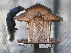 Food is food. A superbly balanced squirrel climbs on top of a bird feeder on Jan. 4, 2019, at Ojibway Park in Windsor.