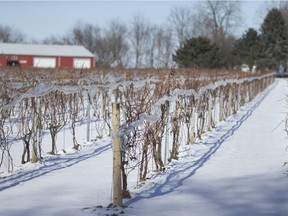 The vineyard at Colchester Ridge Estate Winery is pictured Thursday, January 31, 2019.