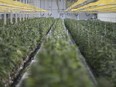 Aphria's greenhouse in Leamington, Ont.