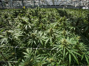 Mature cannabis plants at the CannTrust Niagara Greenhouse Facility in Fenwick, Ont.