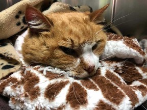 A pet cat that was found nearly frozen to death on a rural road in Essex on Jan. 9, 2019. The Windsor/Essex County Humane Society has named the cat Elsa, and is seeking answers about her past owner.