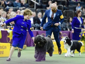 The Bouviers des Flandres named 'Quiche's Major League' -- simply called Lars at home -- and owner/trainer Elaine Paquette of Tecumseh win first place in the Herding Group judging at the 143rd Westminster Kennel Club Dog Show at Madison Square Garden on February 11, 2019 in New York City.