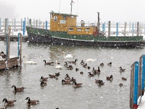 During a driving snow squall, ducks, swans and geese take advantage of shelter near the boat ramp at Lakeview Park Marina on Feb. 13, 2019.