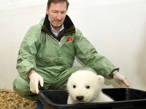 Animal doctor and zoo director Andreas Knieriem examines for the first time a little female polar bear at the zoo in Berlin, Germany, Thursday, Feb. 14, 2019. The still unnamed bear was born Dec. 1, 2018 at the zoo.