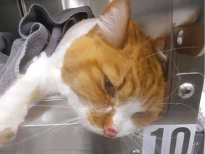 The cat nicknamed Elsa is seen receiving treatment in a photo taken recently by the Windsor/Essex County Humane Society. The humane society announced on the weekend that Elsa  died Saturday, February 2, 2019, after being found by the road Jan. 9 suffering from severe hypothermia and neglect.