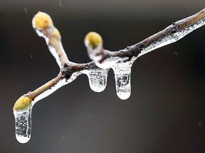 Ice-covered buds on a tree in Windsor, photographed Feb. 6, 2019.