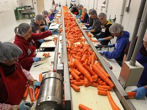 Volunteers with the Southwestern Ontario Gleaners process carrots on Friday, Nov. 21, 2014, in Leamington.