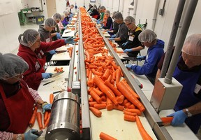 Volunteers with the Southwestern Ontario Gleaners process carrots on Friday, Nov. 21, 2014, in Leamington.