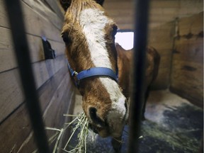 Buddy is one of three horses up for adoption from the Windsor/Essex County Humane Society. He is shown at a foster home farm in Amherstburg on Feb. 7, 2019.