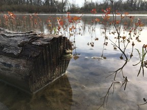 Peel Island wetland project.    Image courtesy of Nature Conservancy of Canada / Windsor Star
