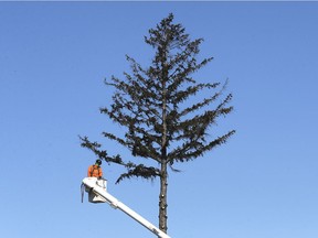 A technician with Green Tree Professional Tree Care prepares to take down a tree on Riverside Drive East on Feb. 25, 2019.