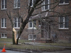 FEBRUARY 24, 2019 - Severe wind caused a tree to split in half with half of it resting on power lines in front of 1640 Ontario St., Sunday, February 24, 2019.