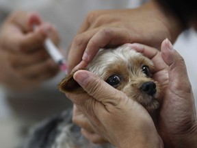 A dog receives a vaccination in this 2013 file photo.
