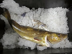 FILE- In this Oct. 29, 2015, file photo, a cod to be auctioned sits on ice at the Portland Fish Exchange, in Portland, Maine. The state's cod fishery, once one of the most lucrative in the Northeast, has declined to the point that it had its least valuable year in more than a half century in 2018.