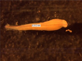 The second image is of that same grass carp larva and shows its total length.