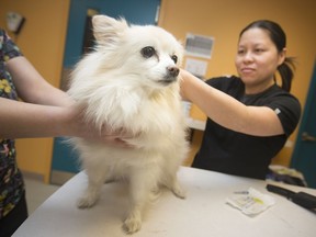 Binx, a papillon mix, receives a microchip from veterinarian Loretta Lee at the Windsor/Essex County Humane Society, Wednesday, March 13, 2019.   Brenda Bender, Binx's dog mom, says she's the most important member of the family and doesn't want her getting lost.  The Humane Society was having a micro chip clinic, offering services for $20.