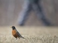 A Robin spends his time plucking worms from the grass in the Little River Corridor in what's seen as the first sign of spring, Wednesday, March 20, 2019.