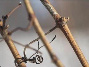Buds on grape vines, pictured at Viewpointe Estate Winery, are shown Thursday, Jan. 31, 2019. Damage to grape crops from this winter's deep freeze is not as bad as feared.