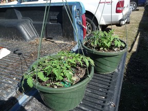 There’s no need to have large backyard to grow vegetables. Gardening expert John DeGroot says containers can allow ample opportunity to grow some veggies. These hanging baskets, for example, contain grape tomato plants. John DeGroot photo