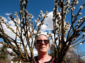 A sure sign of spring, Peggy Delisle picks out two bunches of pussy willows from a roadside stand on Matchette Road Wednesday.  Delisle make the same stop every year, rain or shine.