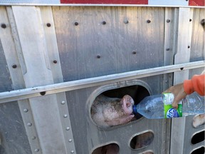 An animal rights activist give a pig water in this file photo from 2013.