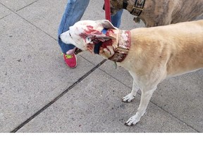Joe McParland's greyhound Vici is pictured after being attacked by a smaller dog while McParland was walking Vici and his other greyhound Tessie, on Friday, April 26, 2019, on Ouellette Avenue.