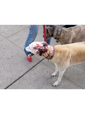 Joe McParland's greyhound Vici is pictured after being attacked by a smaller dog while McParland was walking Vici and his other greyhound Tessie, on Friday, April 26, 2019, on Ouellette Avenue.