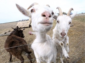 A couple goats are shown at Charlotte's Freedom Farm on Thursday, April 11, 2019, in Comber, Ont. Lauren Edwards opened the farm two years ago as a sanctuary for rescued animals.