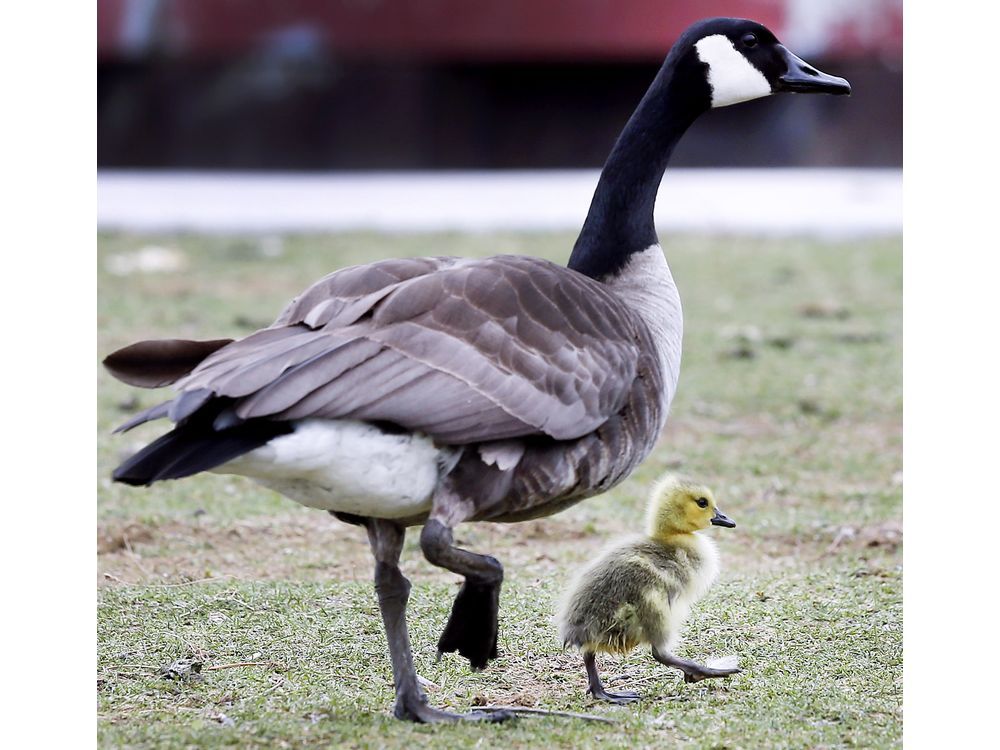 Reader letter: We should learn to live with geese