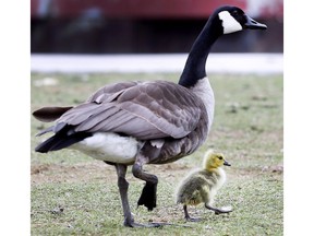 A mother goose sticks closely to her gosling along Riverside Drive East in Windsor on Tuesday, April 30, 2019.