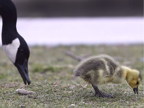 A mother Canada goose sticks closely to her gosling along Riverside Drive East in Windsor on Tuesday, April 30, 2019.