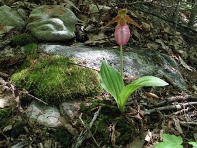 Wildflowers thrive in their native environments, but horticulturists recommend you get them from specialty nurseries - not from the wild. (Dean Fosdick/The Associated Press)