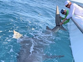 The Great White Shark meets a great big hammerhead shark. Golfing legend Greg Norman, right, is shown with Windsor native Josh Jorgensen after reeling in this giant hammerhead, subsequently released back into the ocean.