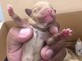 One of the puppies dumped in Coachella. (Video screen grab)