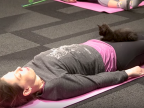 Screen shot from video about cats at yoga class in Montreal.