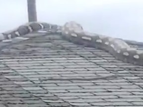 Screen Shot of a python on a roof in detroit
