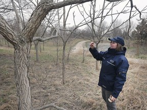 Gina Pannunzio, the outreach and partnerships co-ordinator for the Essex Region Conservation Authority is shown at Malden Park in Windsor on Wednesday, April 10, 2019. She checks out some of the 20 year old trees that were planted for the first Earth Day tree planting celebration 20 years ago.