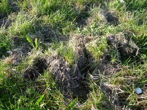 There are a host of problems that can arise in spring on your lawn, and one of them is grubs, as gardening expert John DeGroot discovered on his own lawn this week. John DeGroot photo