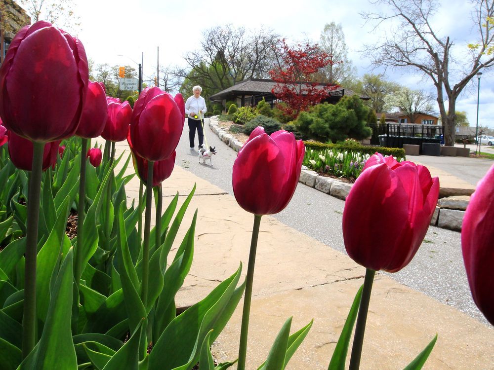 Photo: Flowers In Bloom 