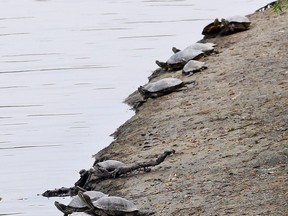 On your mark, get set!  A group of sun-basking turtles sit on the bank of Blue Heron Pond in East Riverside Thursday.