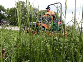 City of Windsor's Derek Siddall had a tall task trimming foot-long grass at Optimist Park Tuesday.  Some of Windsor's parks have yet to see a lawnmower, because it's simply too wet to get machinery safely through the soggy landscape.