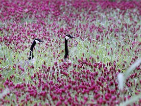 A couple of Canada geese roam through a field of red clover on Snake Lane in LaSalle on Thursday, May 30, 2019. The clover is usually worked into the soil before it blooms into the red flower but heavy rain has prevented that this year resulting in a brilliant field of colour.