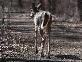 A young deer in Windsor's Ojibway Park is shown in this April 2018 file photo.