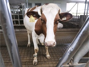 Jobin Farms, which had a massive fire in 2016, has rebuilt and the dairy farm will host a Food and Farm Care Ontario's Breakfast on the Farm on June 22, 2019. A cow is shown at the farm on Friday, May 31, 2019.