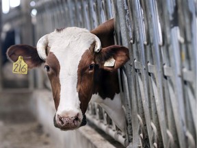 Jobin Farms, which had a massive fire in 2016, has rebuilt and the dairy farm hosted a Food and Farm Care Ontario Breakfast on the Farm on June 22, 2019.