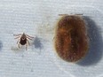 Specimens of common dog ticks collected in the Windsor-Essex region. The one on the left is an adult male the size of a sesame seed, the one on the right is an adult tick after feeding on blood and swelling to the size of a grape. Specimens courtesy of the Windsor-Essex County Health Unit, photographed at Ojibway Park on May 14, 2019.