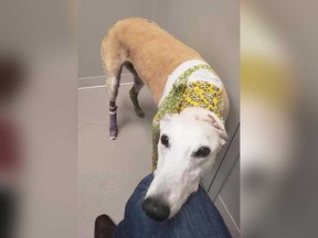 Vici, the 10-year-old greyhound belonging to Windsor's Joe McParland, at the Walker Road Animal Hospital on April 30, 2019. Vici was attacked by another dog in the 1400 block of Ouellette Avenue on April 26.